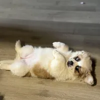 Haylie , a female Shihpoo for sale in Queens, NY – Photo 5 of 7