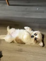 Haylie , a female Shihpoo for sale in Queens, NY – Photo 5 of 7