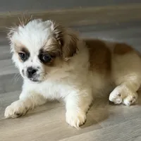 Haylie , a female Shihpoo for sale in Queens, NY – Photo 3 of 7
