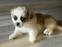 Haylie , a female Shihpoo for sale in Queens, NY – Photo 3 of 7