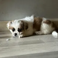 Haylie , a female Shihpoo for sale in Queens, NY – Photo 4 of 7