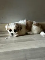 Haylie , a female Shihpoo for sale in Queens, NY – Photo 4 of 7