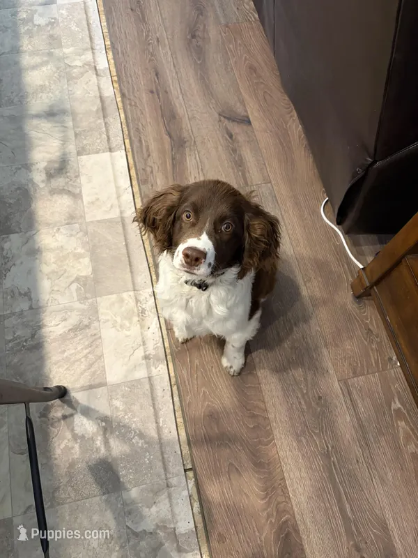 Reed – English Springer Spaniel puppy for sale in Windsor, CO