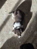 Reed, a male English Springer Spaniel for sale in Windsor, CO – Photo 2 of 6