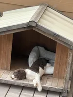 Reed, a male English Springer Spaniel for sale in Windsor, CO – Photo 6 of 6