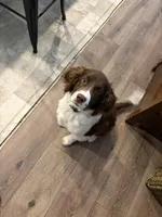 Reed, a male English Springer Spaniel for sale in Windsor, CO – Photo 5 of 6