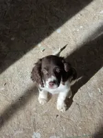 Reed, a male English Springer Spaniel for sale in Windsor, CO – Photo 3 of 6