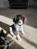 Reed, a male English Springer Spaniel for sale in Windsor, CO – Photo 4 of 6