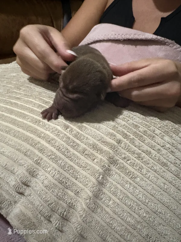 Coco – Chinese Shar-Pei puppy for sale in Rockmart, GA