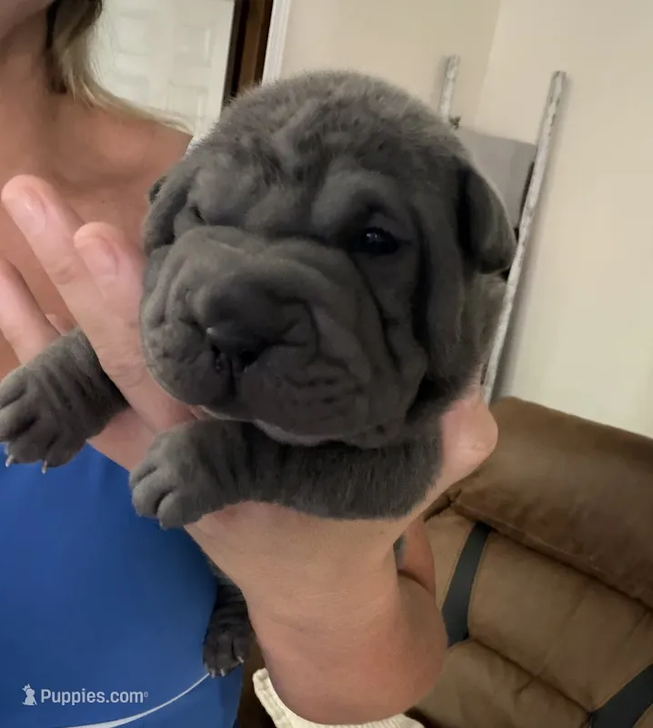 Elsa – Chinese Shar-Pei puppy for sale in Rockmart, GA