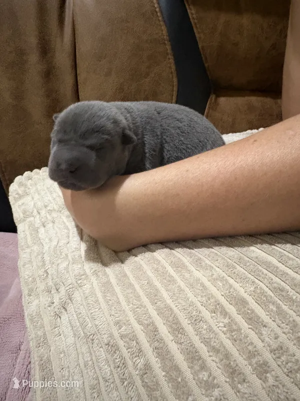 Elsa – Chinese Shar-Pei puppy for sale in Rockmart, GA