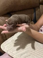 Coco, a male Chinese Shar-Pei for sale in Rockmart, GA – 2 of 2