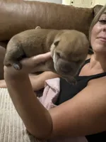Ellie, a female Chinese Shar-Pei for sale in Rockmart, GA – 2 of 2