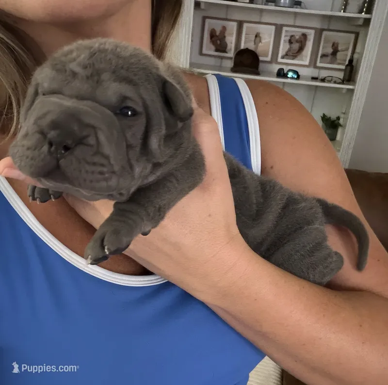 Cinderella – Chinese Shar-Pei puppy for sale in Rockmart, GA