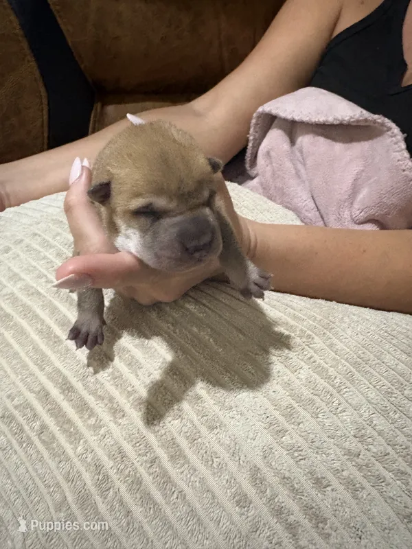 Ellie – Chinese Shar-Pei puppy for sale in Rockmart, GA