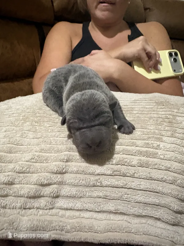 Cinderella – Chinese Shar-Pei puppy for sale in Rockmart, GA