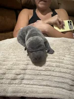Cinderella, a female Chinese Shar-Pei for sale in Rockmart, GA – 1 of 2