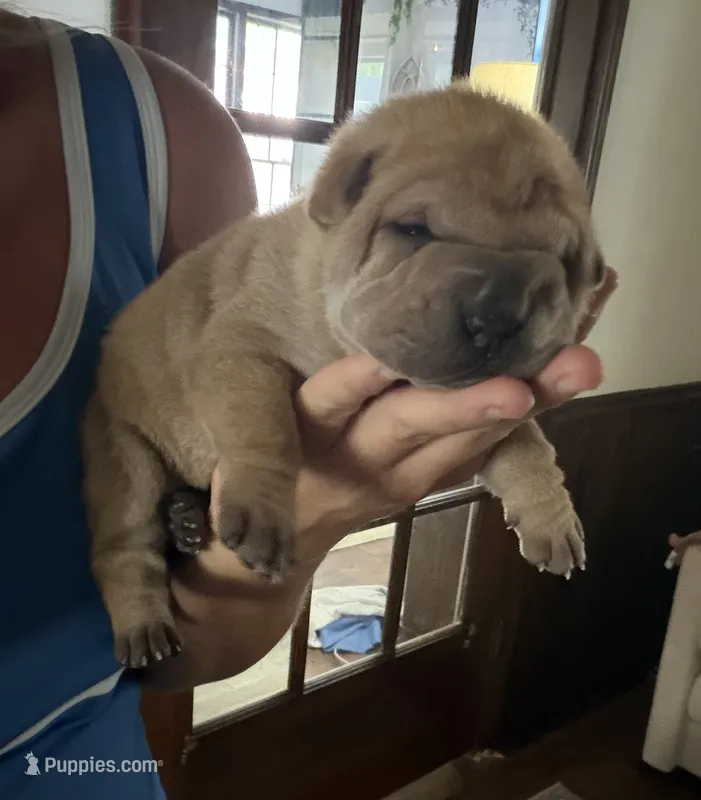 Ellie – Chinese Shar-Pei puppy for sale in Rockmart, GA