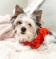 Marshmallow , a male Biewer for sale in Branford, CT – 1 of 1