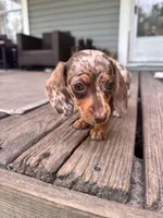 Ella, a female Miniature Dachshund for sale in Fernandina Beach, FL – 6 of 6