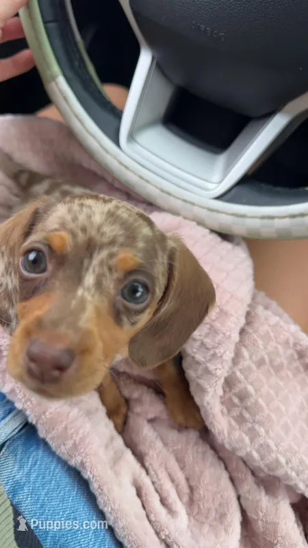 Ella – Miniature Dachshund puppy for sale in Fernandina Beach, FL