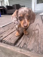 Ella, a female Miniature Dachshund for sale in Fernandina Beach, FL – 2 of 6