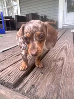 Ella, a female Miniature Dachshund for sale in Fernandina Beach, FL – 3 of 6