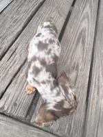 Ella, a female Miniature Dachshund for sale in Fernandina Beach, FL – 4 of 6