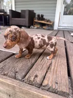 Ella, a female Miniature Dachshund for sale in Fernandina Beach, FL – 5 of 6