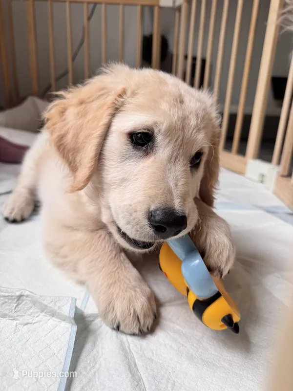 Aspen  – English Cream Golden Retriever puppy for sale in Fernandina Beach, FL