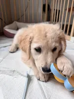 Aspen , a female English Cream Golden Retriever for sale in Fernandina Beach, FL – 2 of 3