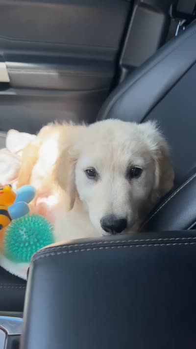 Aspen , a female English Cream Golden Retriever for sale in Fernandina Beach, FL – 3 of 3