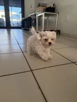 Pedro tcup , a male Maltese for sale in Miami, FL – Photo 2 of 3