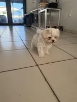 Pedro tcup , a male Maltese for sale in Miami, FL – Photo 1 of 3