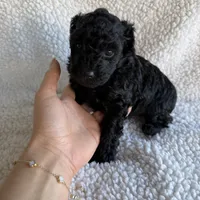 Rocket, a male Poodle - Toy  for sale in Miami, FL – Photo 6 of 7