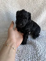 Rocket, a male Poodle - Toy  for sale in Miami, FL – Photo 2 of 4