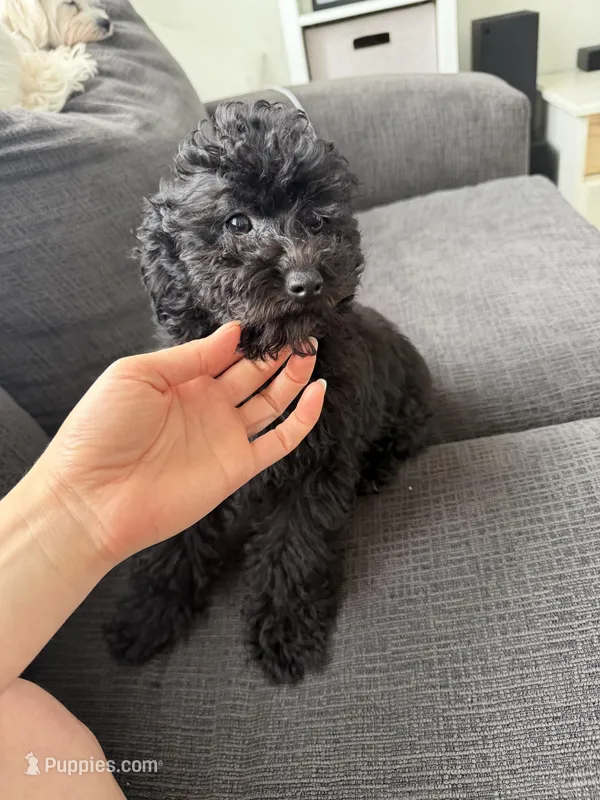Rocket – Poodle - Toy  puppy for sale in Miami, FL