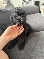 Rocket, a male Poodle - Toy  for sale in Miami, FL – Photo 1 of 7