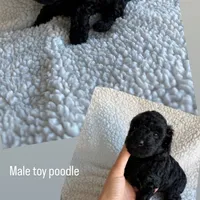 Rocket, a male Poodle - Toy  for sale in Miami, FL – Photo 5 of 7