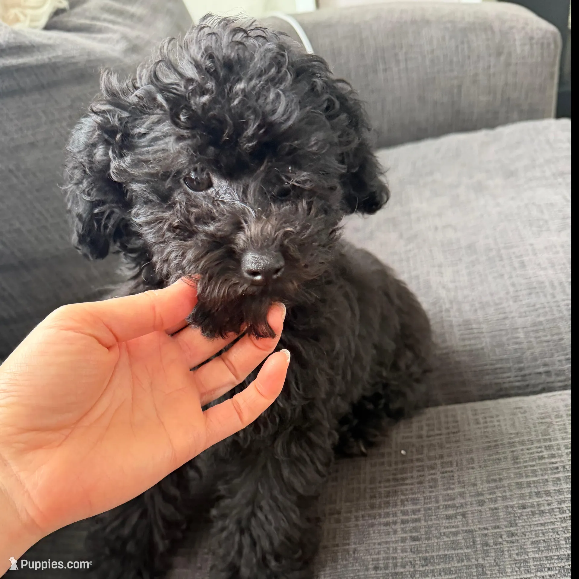 Rocket, a male Poodle - Toy  for sale in Miami, FL – Photo 3 of 7