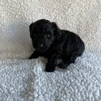 Rocket, a male Poodle - Toy  for sale in Miami, FL – Photo 7 of 7