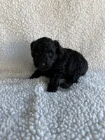 Rocket, a male Poodle - Toy  for sale in Miami, FL – Photo 3 of 4