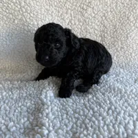 Rocket, a male Poodle - Toy  for sale in Miami, FL – Photo 4 of 7