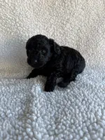 Rocket, a male Poodle - Toy  for sale in Miami, FL – Photo 4 of 4