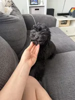 Rocket, a male Poodle - Toy  for sale in Miami, FL – Photo 2 of 7