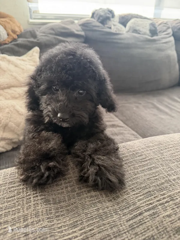 Millie – Poodle - Toy  puppy for sale in Miami, FL