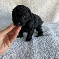 Millie, a female Poodle - Toy  for sale in Miami, FL – Photo 3 of 5