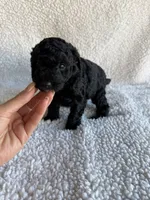 Millie, a female Poodle - Toy  for sale in Miami, FL – Photo 2 of 4