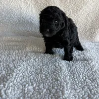 Millie, a female Poodle - Toy  for sale in Miami, FL – Photo 5 of 5