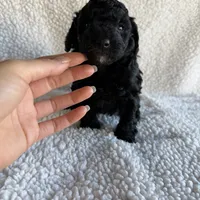 Millie, a female Poodle - Toy  for sale in Miami, FL – Photo 4 of 5